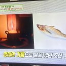 코다리 이미지