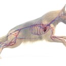 티앤디 동물병원 이미지