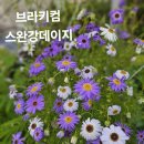 적상추씨앗 케일씨앗교환 이미지