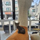 달콤하니냥 이미지