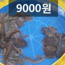 목포뻘낙지 이미지