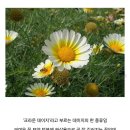 동양과 서양에서의 취급이 완벽하게 다른 꽃.vegetable 이미지