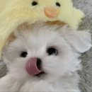 큐티에프 | 🍳 쿠진아트 에어프라이어 사용법 | 신혼부부 인테리어템 감성 오븐 추천 | 삼성 멀티큐커 비교...