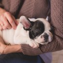 꿈꾸는강아지 이미지