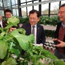 도시팜