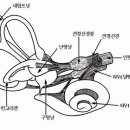 이명 이미지