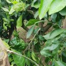 고선농장 이미지