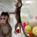 Pressed dr 이미지