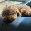 도안 ECO 종합동물병원 이미지