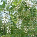 아까시 꽃 구경 다녀왔습니다. 이미지