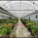 신후농장 이미지