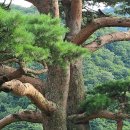 천년송가는길 이미지