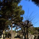 안국사지 이미지