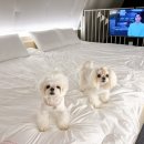 가평 애견펜션 아이섬풀글램핑 트라이섬A 후기