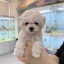 퍼스트 독 앤 캣 이미지