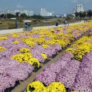 국화전시회 버스킹 문화공연 이미지