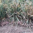 분토골농장 이미지