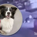 이지 동물병원 이미지