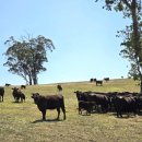 밀리버 | 소불고기 밀키트 추천 등심추리 부위 맛 후기