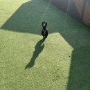 광석로 | 강원도 홍천 애견동반 캠핑장 추천 드루왈 캠핑장 강가네 추어탕 후기