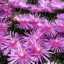 금지면 택촌마을 이미지