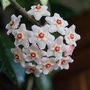 호야반점 이미지