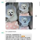 시흥솔병원 | 산본 동물병원ㅣ24시 솔동물의료센터ㅣ수술 후기