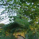 호박넝쿨 이미지