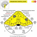 뇌간 별자리 이미지