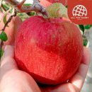 금계농장2 이미지