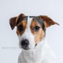 편안한 댕 네이버블로그