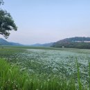 20260804#아침을 열며(49)[한번도 가지 않은 길] 이미지
