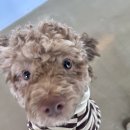 덴데얼커피 이미지