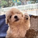 동행 애견 돌봄센터 부산점 강아지 고양이 무료분양 | 하남유기견분양 동행 애견돌봄센터