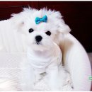 다온농장 이미지