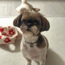 살롱드멍멍 이미지