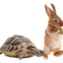토끼와거북이 네이버블로그