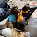 멍떼루와 이미지