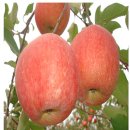 가정에서 키우는 유실수 모음 (구기자,블루베리,블랙베리,체리,석류,살구,앵두,모과,자두,밤,매실,대추,감,복숭아,포도,배,사과) 이미지