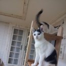 뽀시래기 이미지