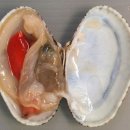 연체동물 - 이매패綱 - 백합目 - 백합科 - 행달조개 이미지