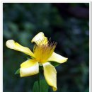 들꽃풍경 이미지