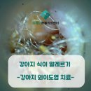 양주축협동물병원 | 양주동물병원 강아지 알레르기 치료후기!