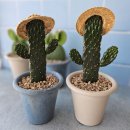 브리스 플랜트