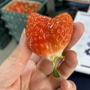 저희 집 논산에서 딸기 농장 하는데ㅠㅠ 이미지
