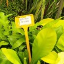 # 반려 식물 _ 아스플레니움 램캐시 Asplenium nidus 꽃말 및 개화 시기 번식 키우는 방법 후기 일지 기록