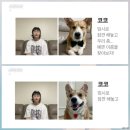 [강아지 블로그] 코코 SBS "<b>스브스</b><b>뉴스</b>"에 출연하다!! | 코코 이름의 비밀, 첫 넥타이, 첫 인터뷰