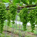 잣나무골 이미지