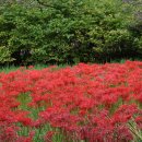 불갑사관광지 이미지