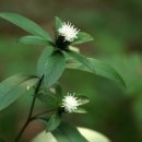 이삽주